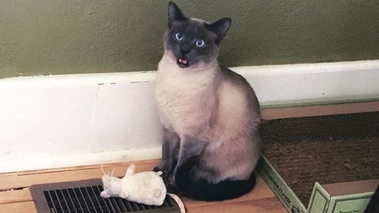 cat with plush toy stands over heating grate.