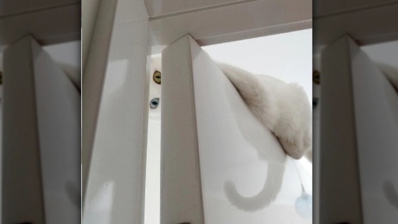 A white cat peers down from top of door.
