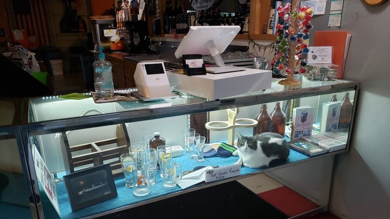 A cat keeps watch over stuff in display case.