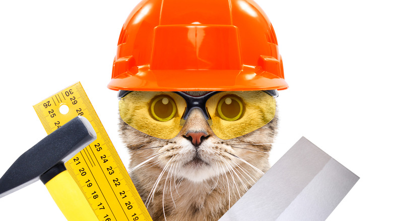 Cat with a hard hat and construction utensils