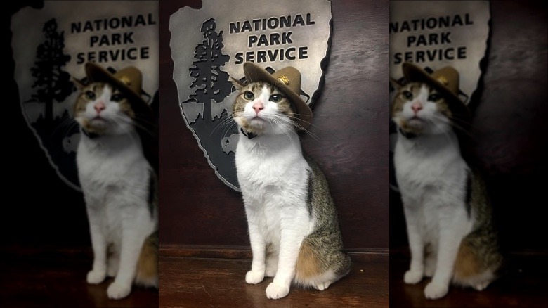 cat in national park service ranger hat.