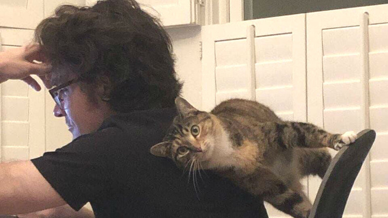 funny cat rests between human and chair.