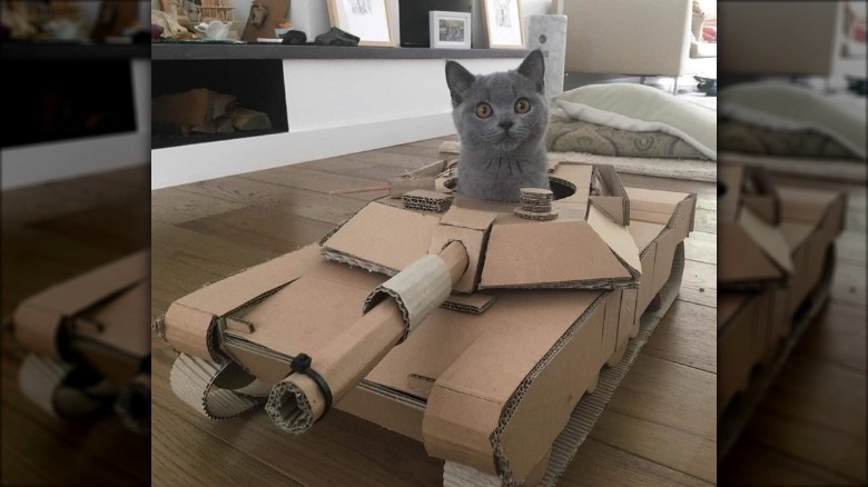 gray cat in cardboard, cat-sized tank.