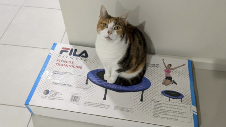 A cat is sitting perfectly on top of a box that has a product photo of a trampoline.
