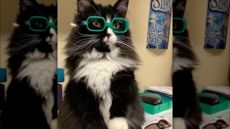 A cat wears glasses to help children.