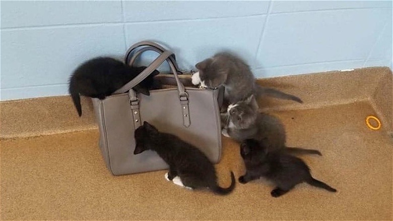 Kittens are investigating a purse.