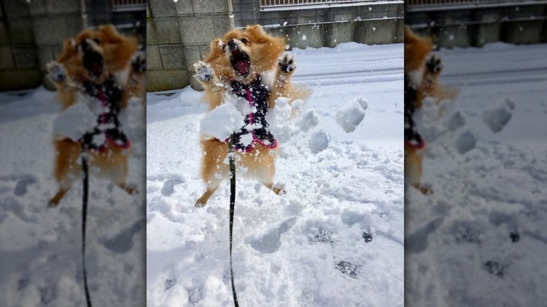 Dog trying to catch a snowball