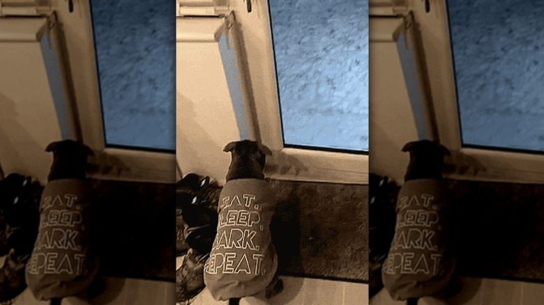 dog excited to play in snow