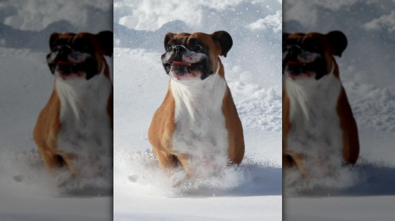 Boxer with a floppy face running through snow