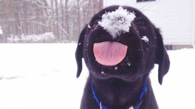 Dog licking snow off its tongue.