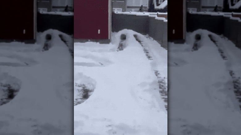 dog running in snow maze