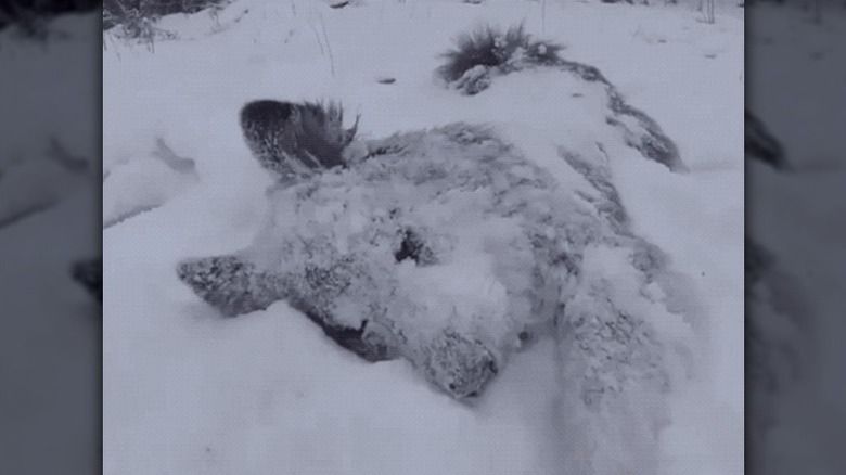 dog rolls in snow