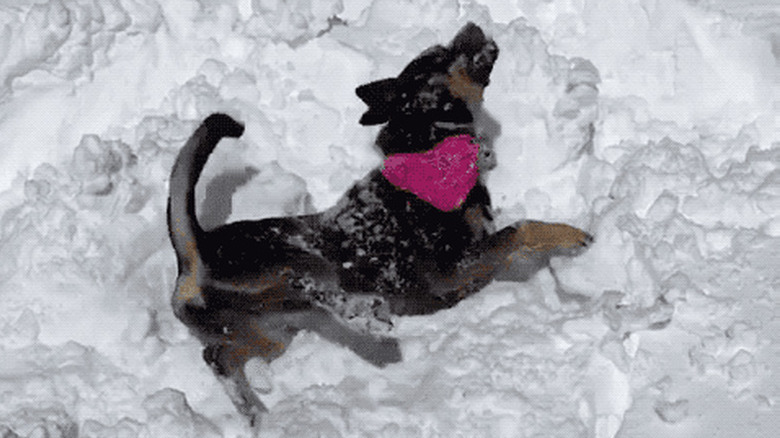 dogs playing in snow