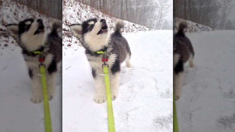 Puppy looking at snow