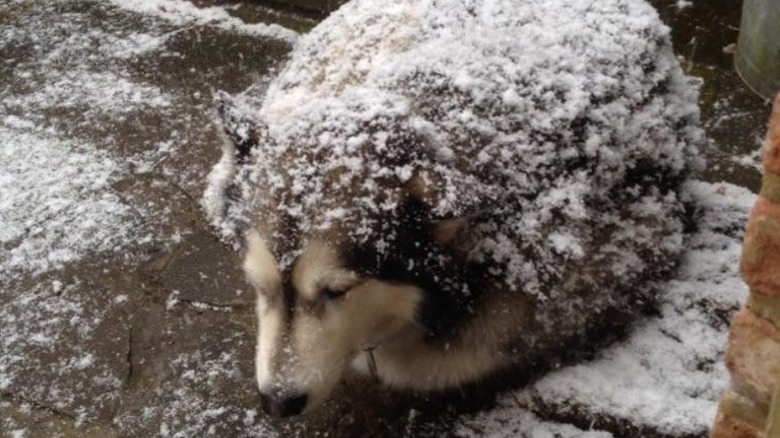 Curled up dog dusted with snow.