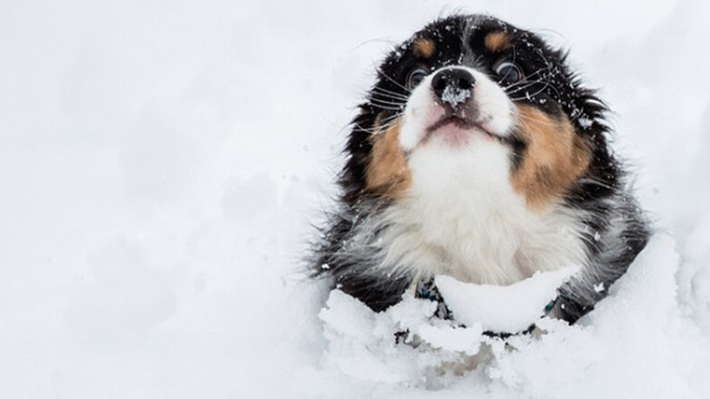 Puppy running through snow