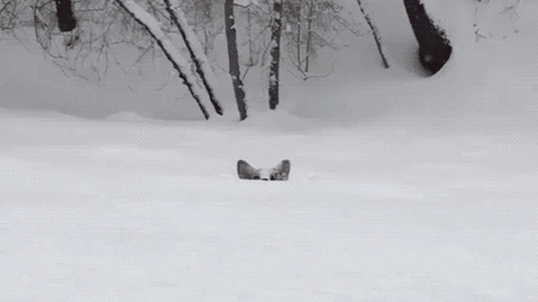 corgi running into snow pile