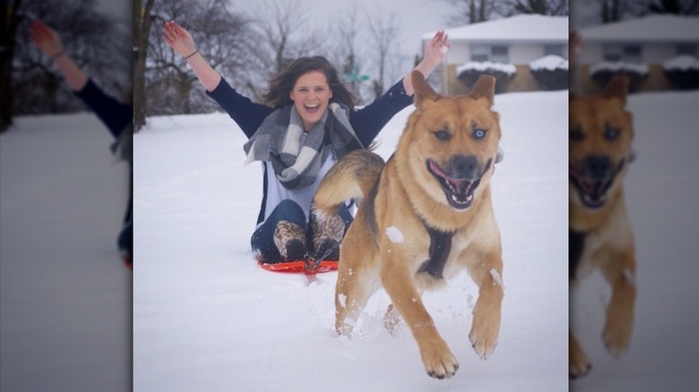 Dog pulling sled through snow.