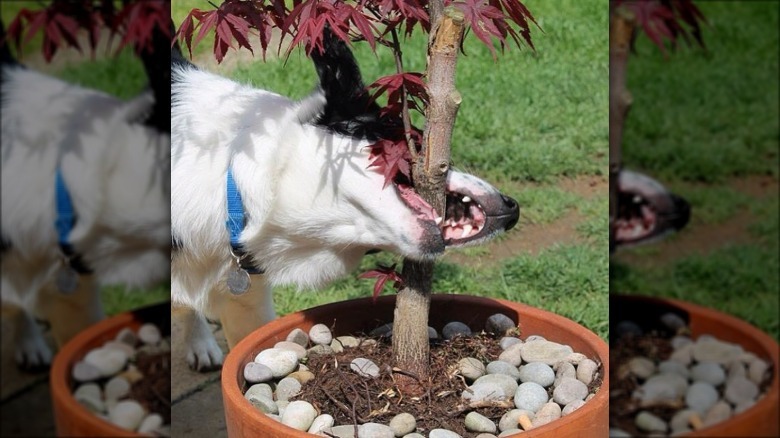 Dog bite down on the trunk of a small potted tree.