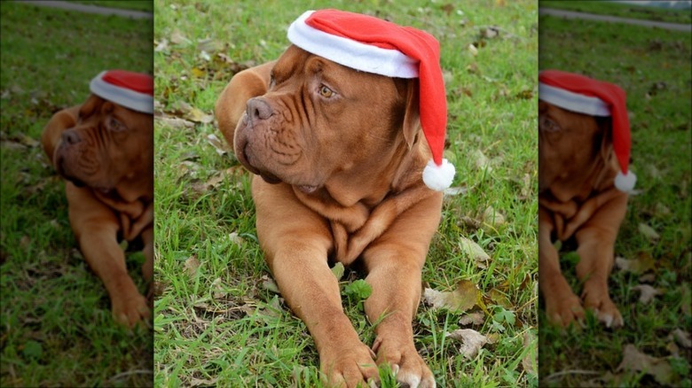 Dog wearing a Santa hat.
