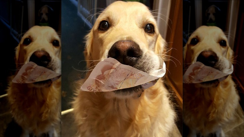 man finds money in dog's mouth