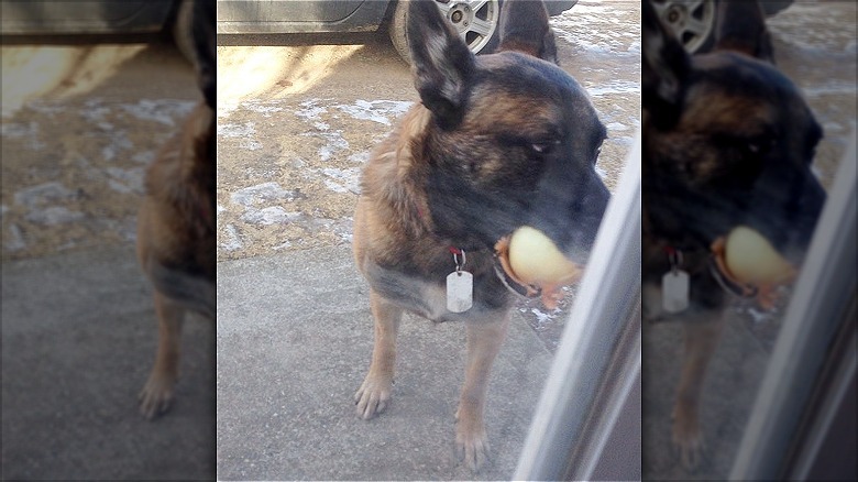 dog brings onion home