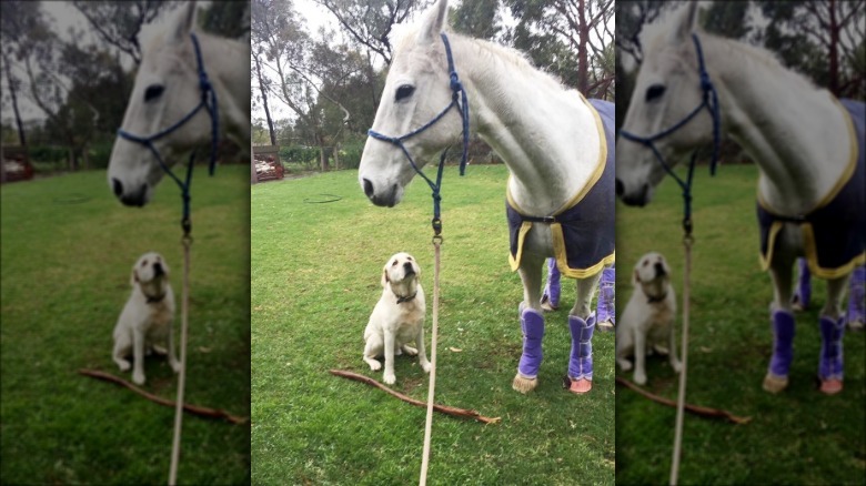 dog tries to make friends with horse