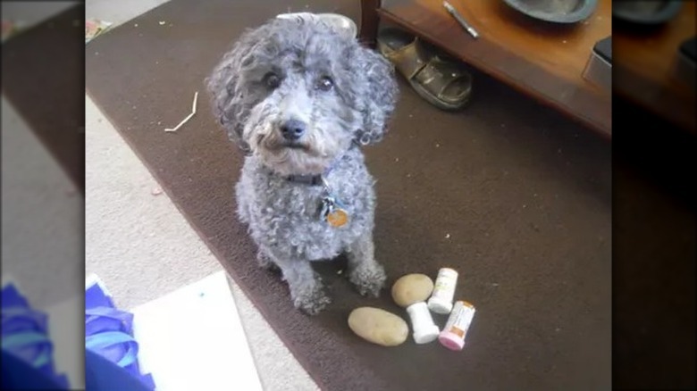 Service dog with potatoes and bottles of medication.
