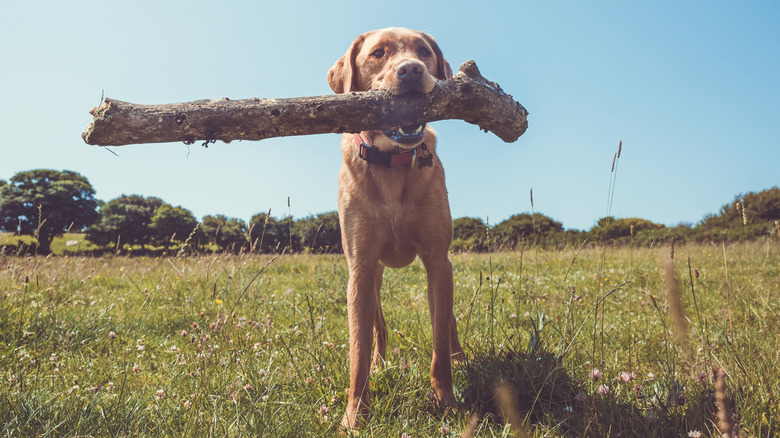 Dog finds huge stick
