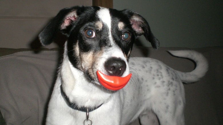 Dog with Mr Potato Head lips in his mouth.