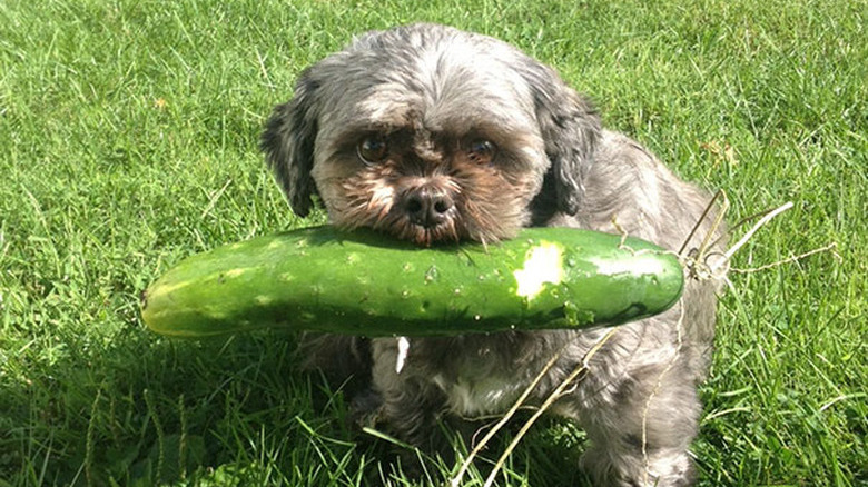 Dog holding a cucumber.