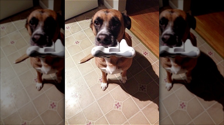 Dog holding a PlayStation controller.