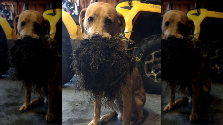 dog holding fresh turf