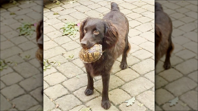 dog carrying turtle in mouth