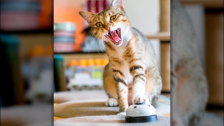 cat pressing button