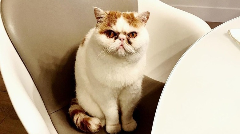 cat at dinner table waits for food