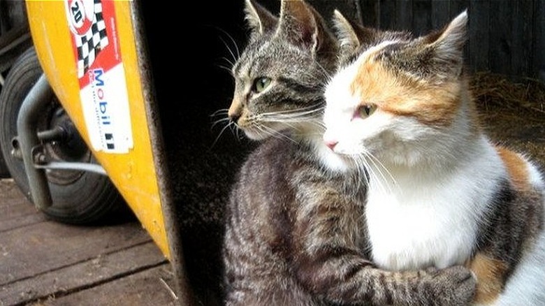 cat hugging other cat