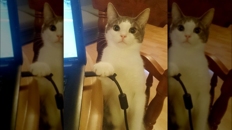 cat threatening to pull plug on computer