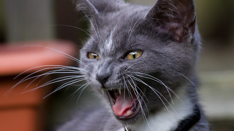 bossy cat screaming orders at you