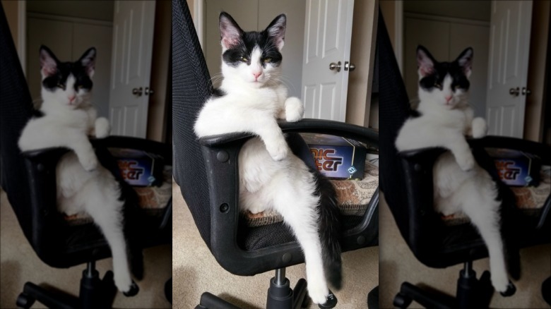 boss cat is in charge now