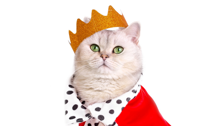 Cat wearing a crown and a robe