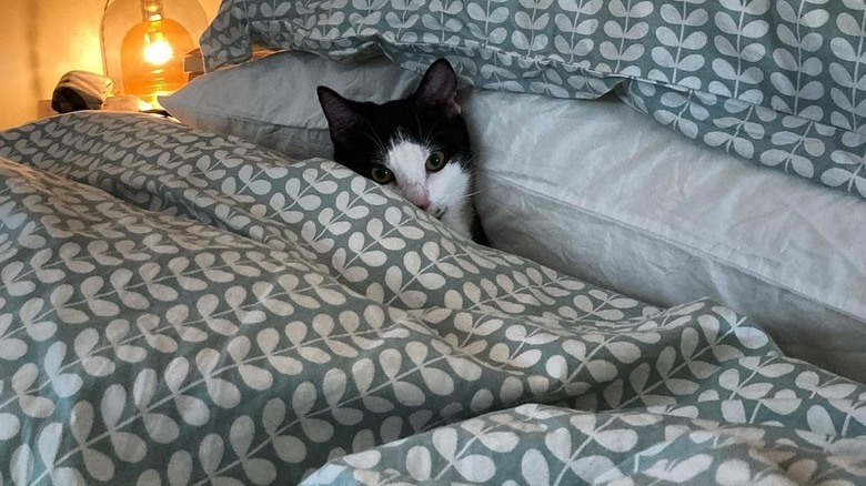 cat sleeps under covers