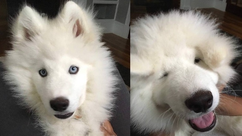 Fluffy dog with its face squished.