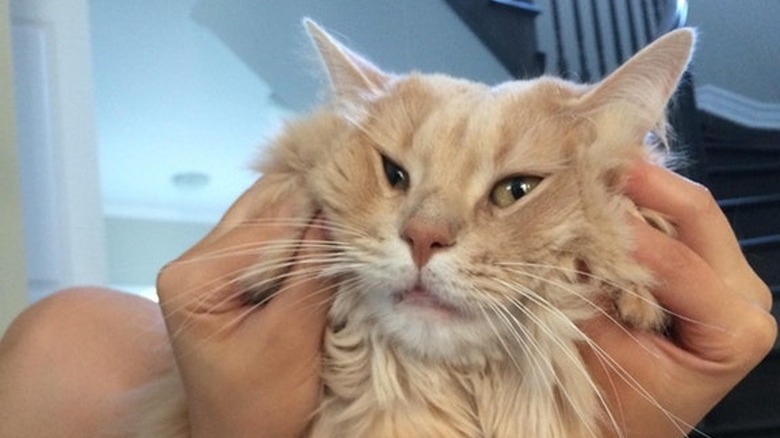 Fluffy cat with its face squished.