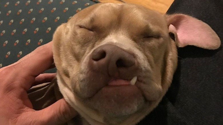 Dog with its face squished and one tooth poking out of mouth.
