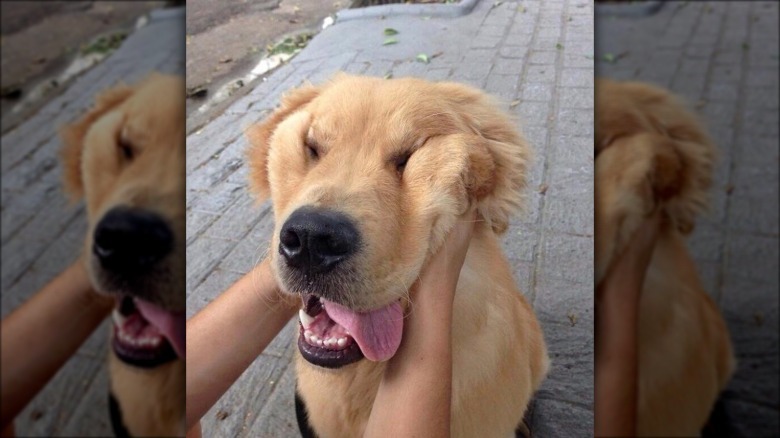 Dog with saggy cheeks gets its face squished.