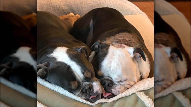 Two dogs with squishy faces sleeping pressed against one another.