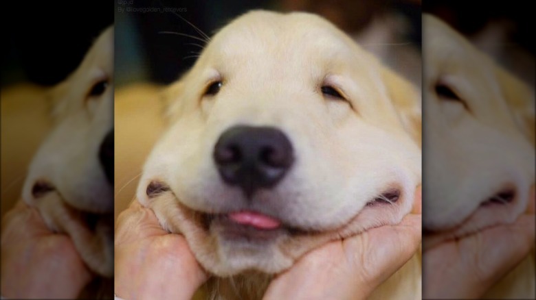 Dog with its loose skin being held aloft.