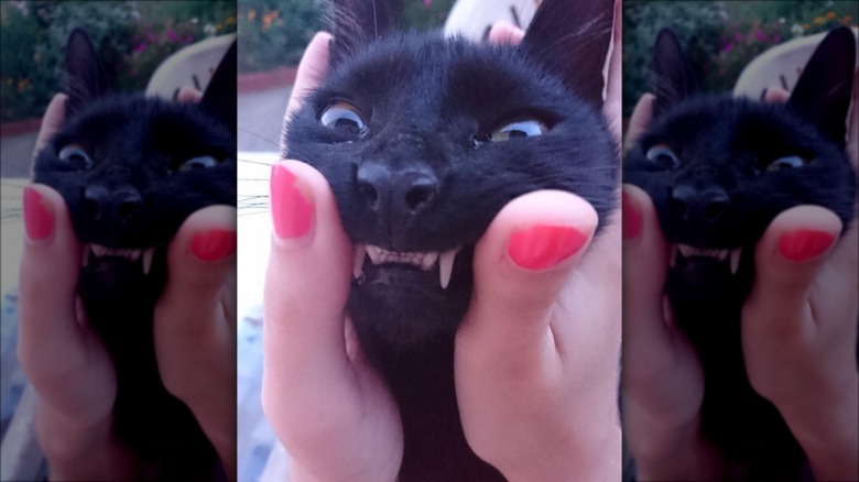 Cat having its face squished with teeth exposed.