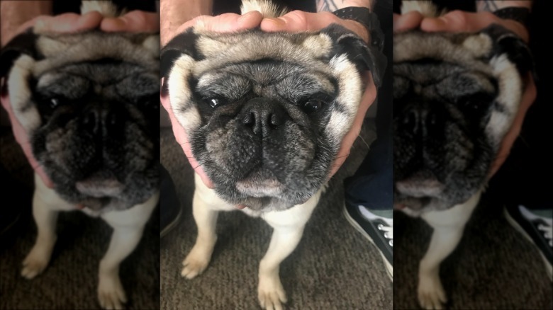 Dog with its face squished.